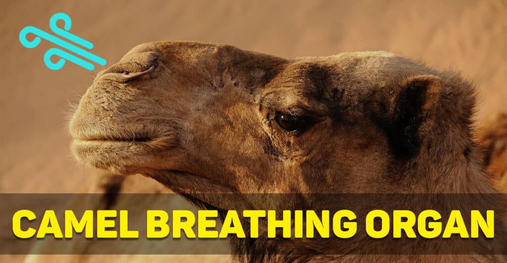 camel breathing organ