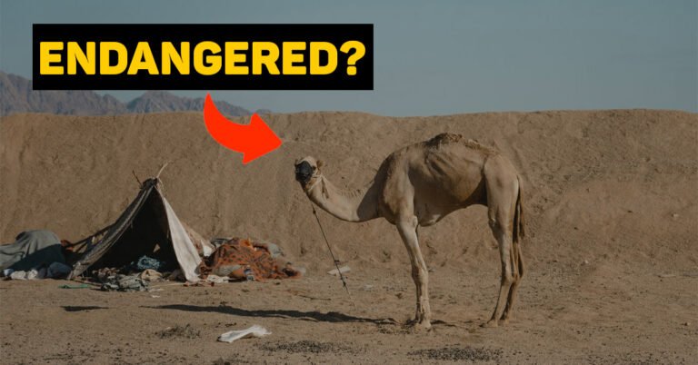 Are Camels Endangered? – Population And Conservation Status