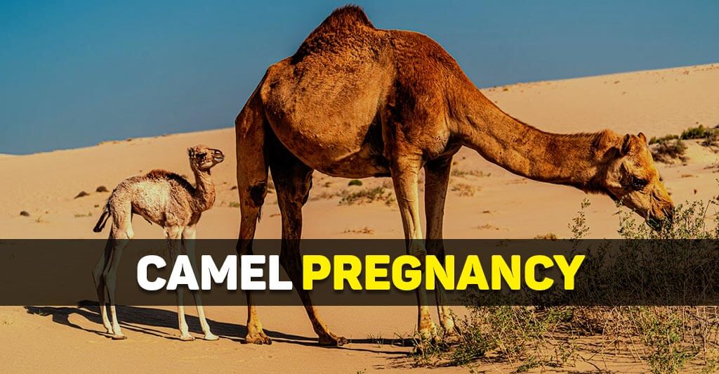 Camel pregnancy