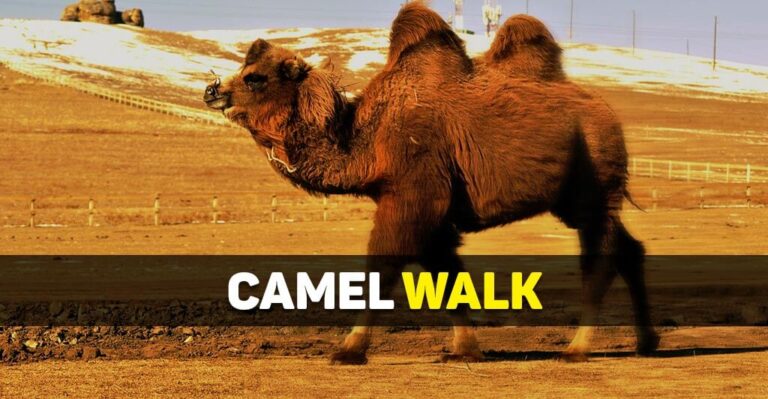 How Does A Camel Walk – Pacing Gait, Speed, Distance, And Animation