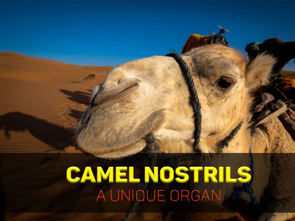 Camel nostrils