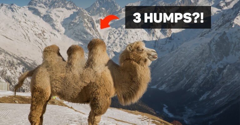 The Real Truth About A Three-hump Camel! (And A Four Hump Camel!)