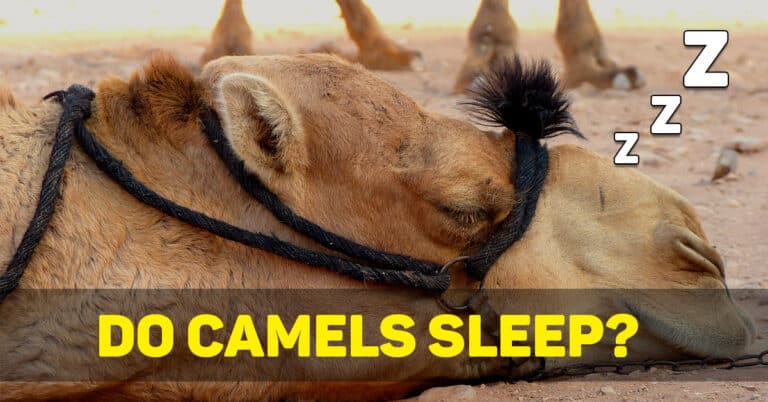 Do Camels Sleep? (How, Where, And How Much?)