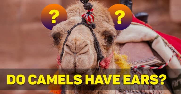 Camel Ears (All You Need To Know!)