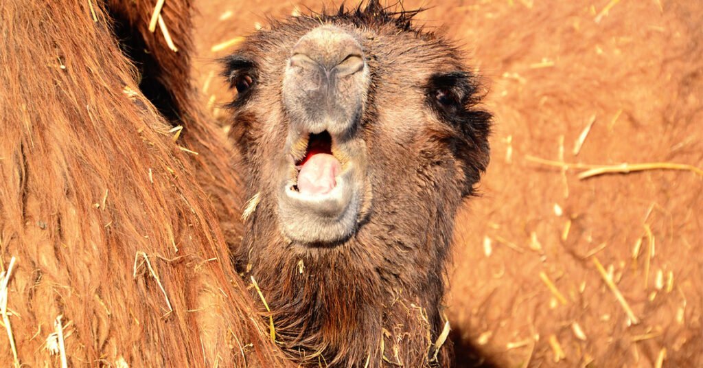 baby camel crying
