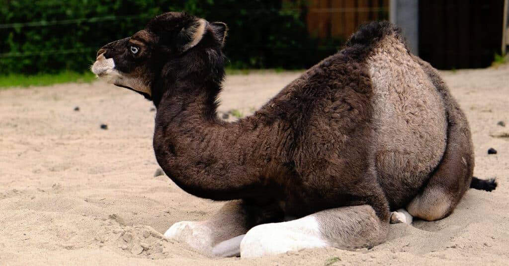 blue eyed camel sitting on the sand looking away