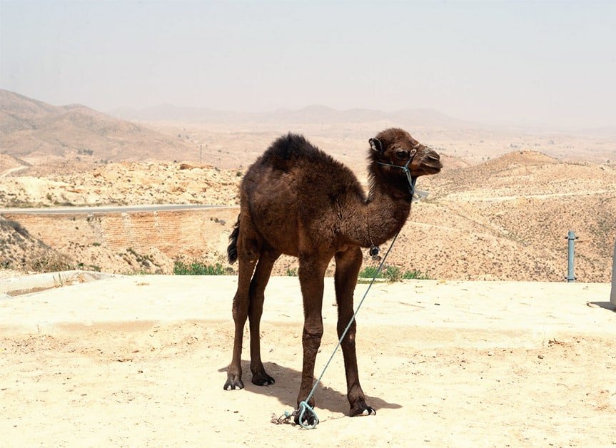 brown dromedary camel calf