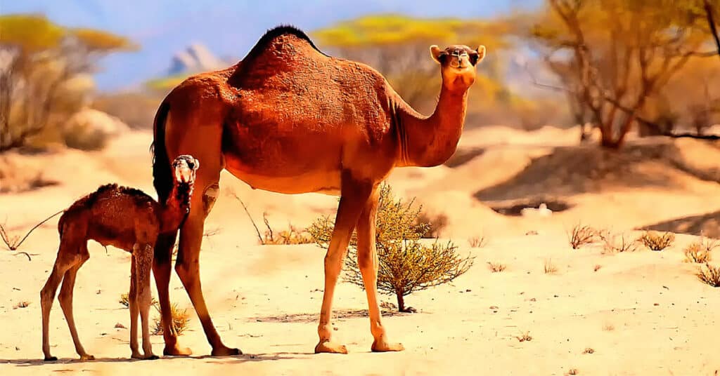 camel calf with mother in desert
