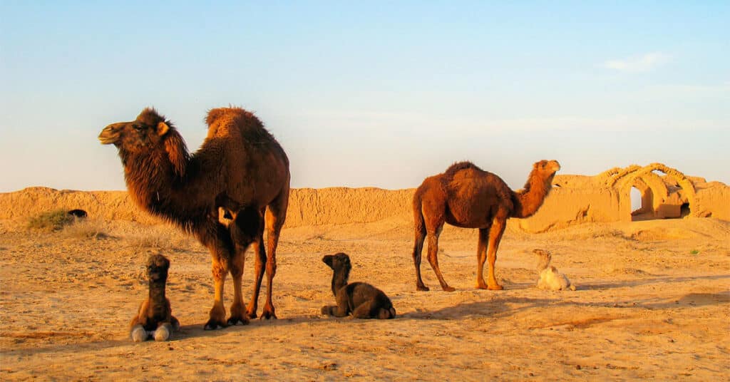 camel family with calves lying on the groud