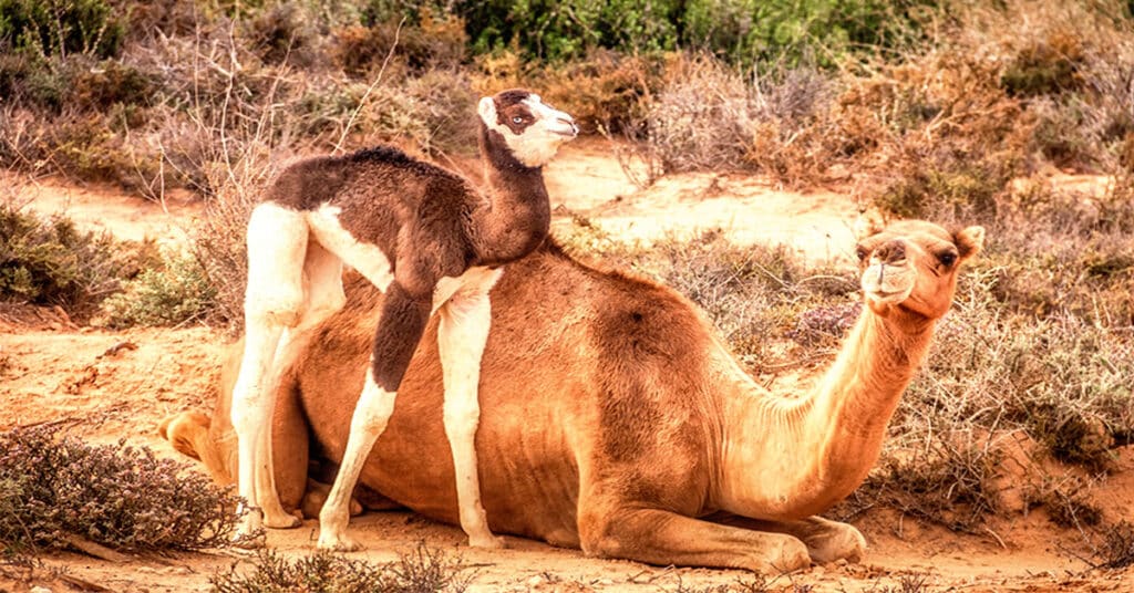 Newborn baby camel with mother in the Sahara