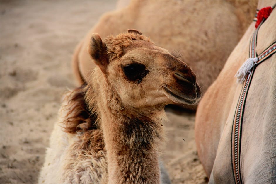 cute camel baby
