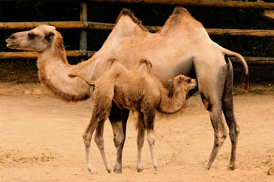 two humped baby camel feeding on milk