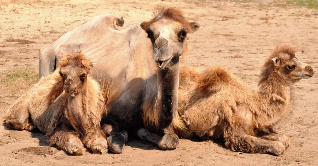 two humped camel with camel calves