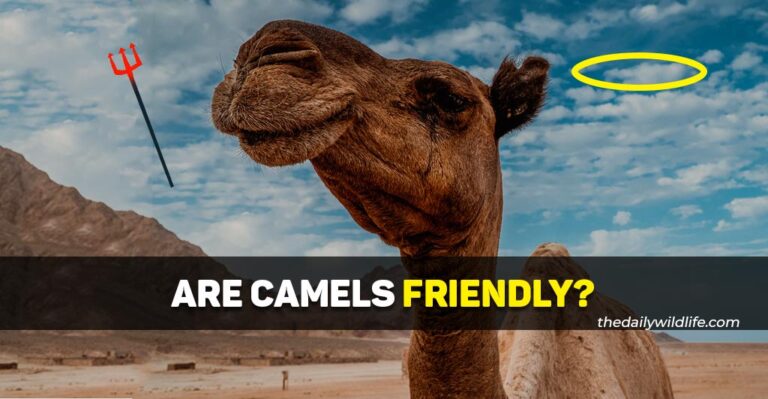 Are Camels Friendly? (To Humans And Other Camels!)