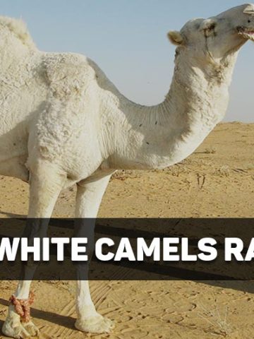 are white camels rare