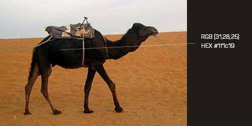black color camel