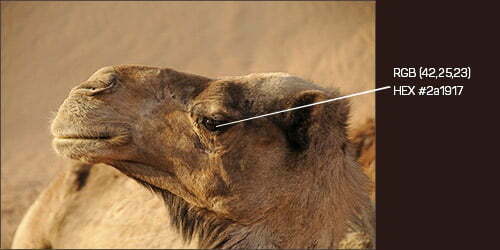 brown eyed camel