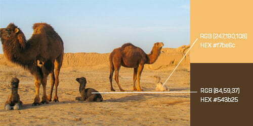 brown colored camel babies with parents