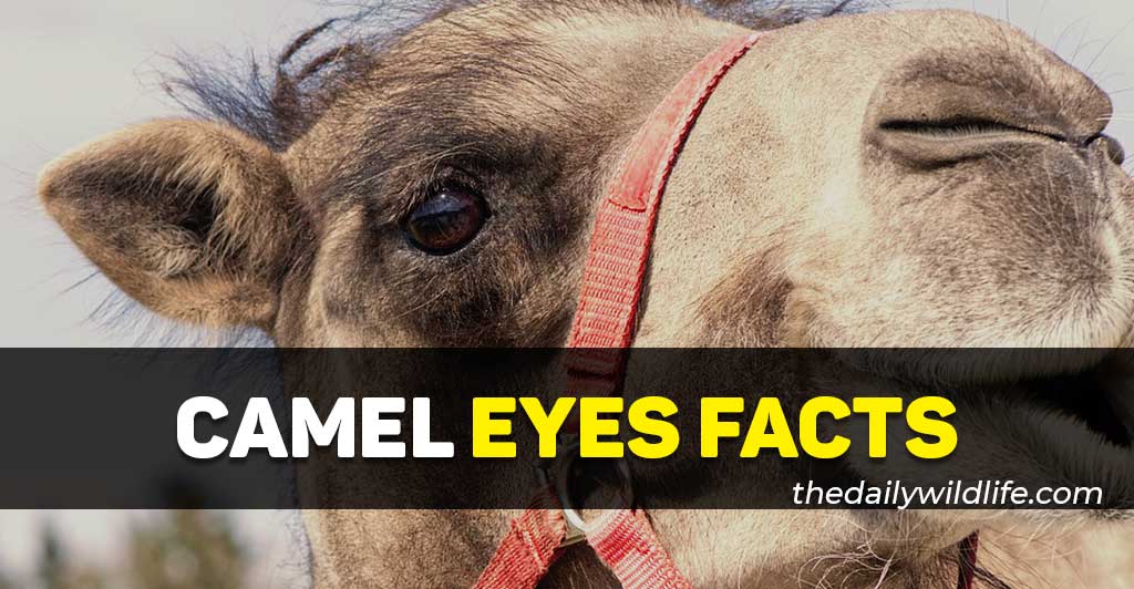 camel eyes facts