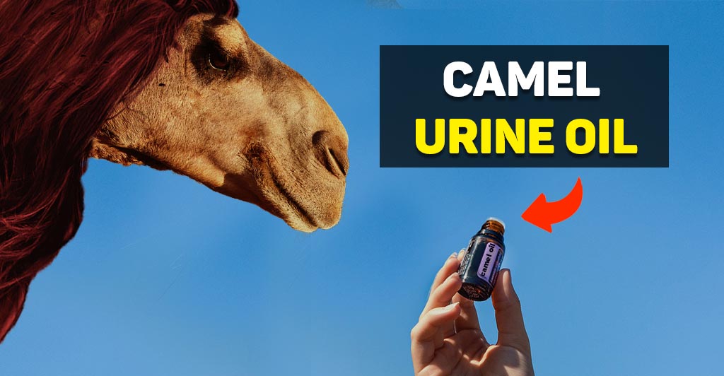Camel urine oil for hair growth