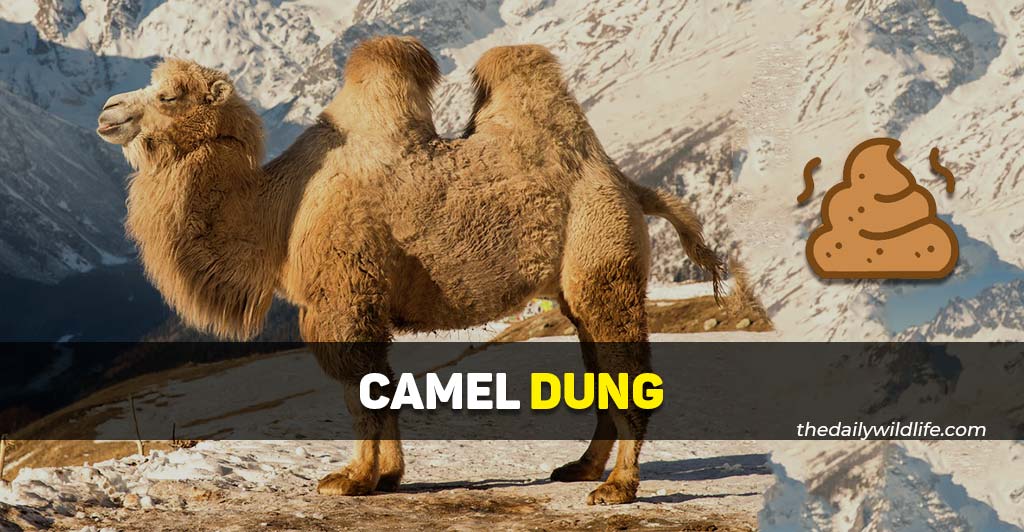 camel dung