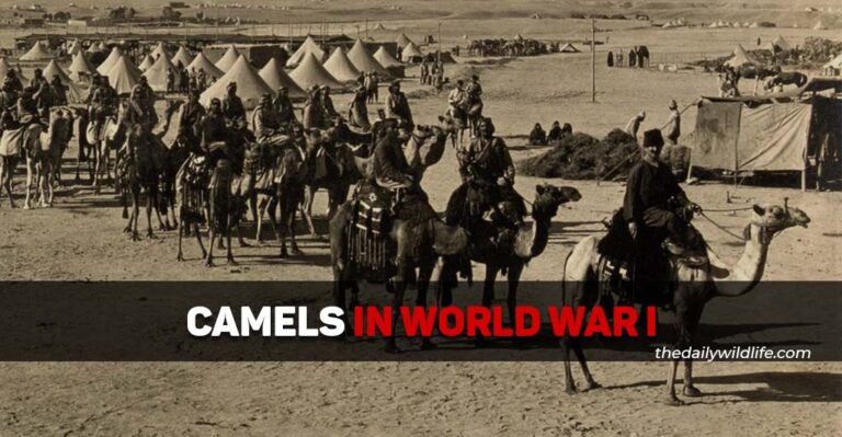 Camels in WW1