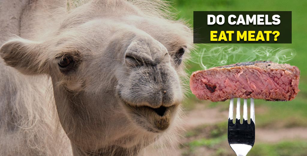 Do camels eat meat