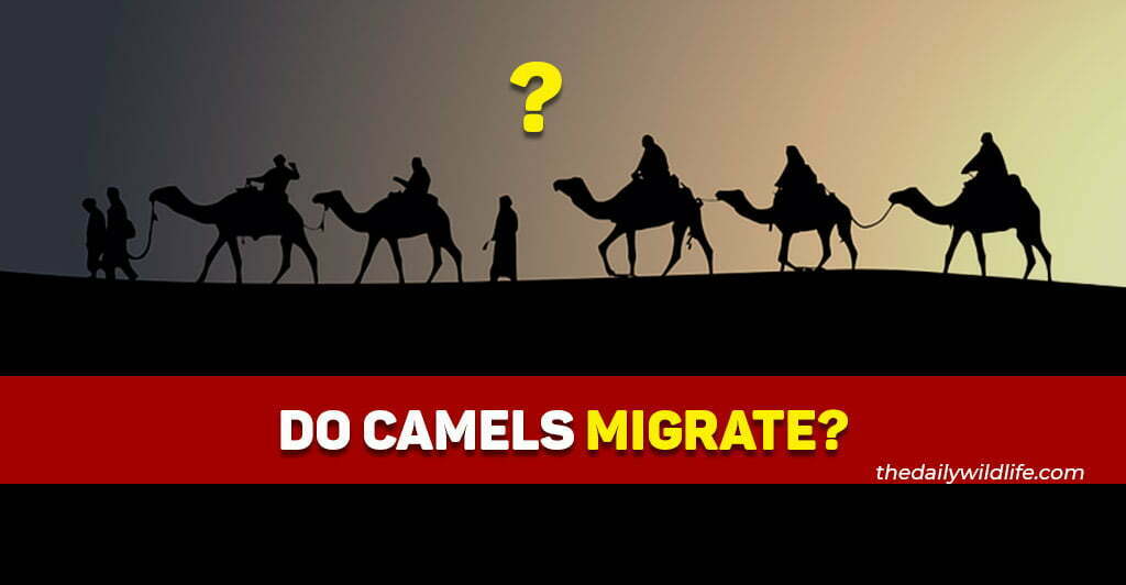 do camels migrate