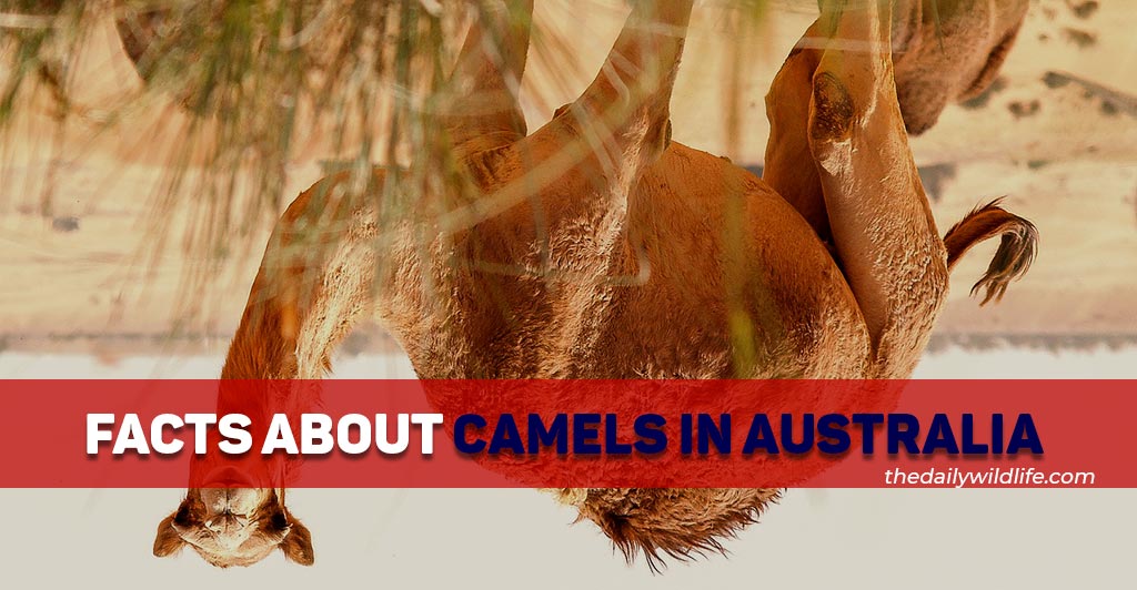 10 facts about camels in australia