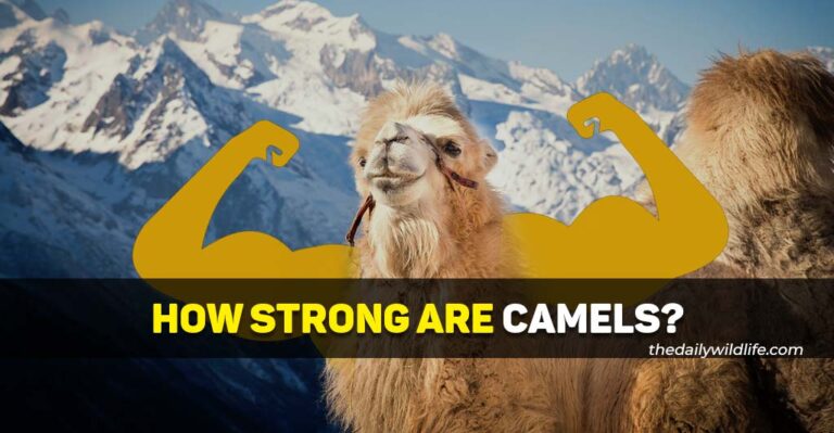 How Strong Are Camels? (Top Speed, Biting And Lifting Power)