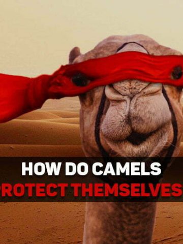 how do camels protect themselves