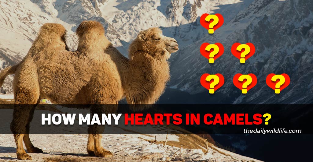 how many hearts does a camel have