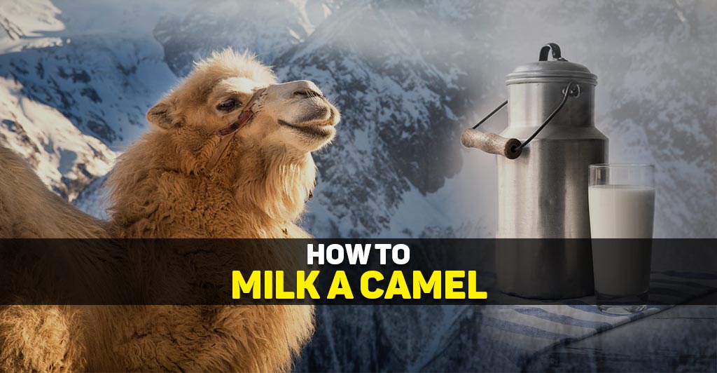 how to milk a camel