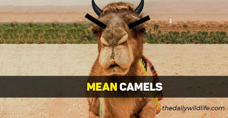 Are Camels Mean? (Sometimes, Very!)