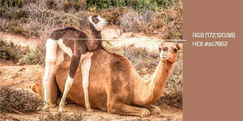 reddish brown color camel calf