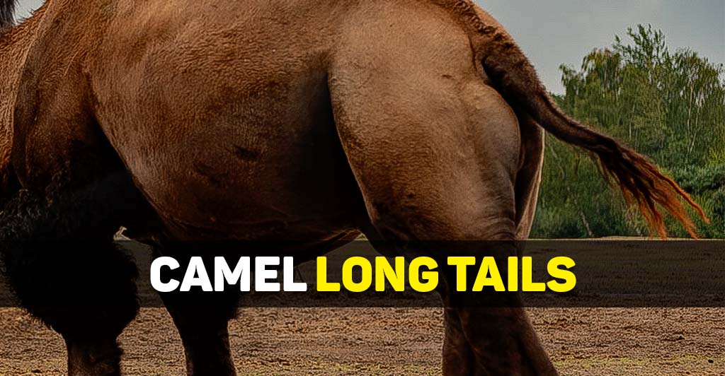 Why do camels have long tails