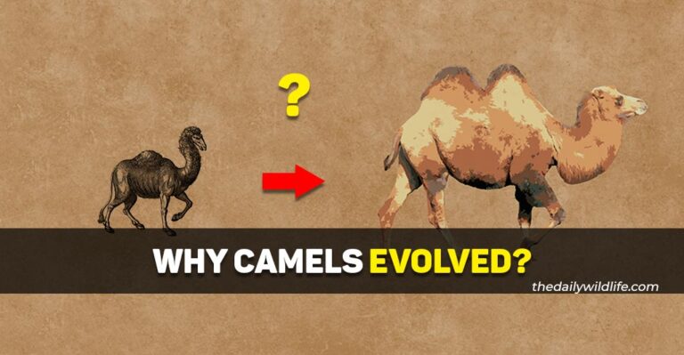Why Did Camels Evolve? (2 Big Reasons!)