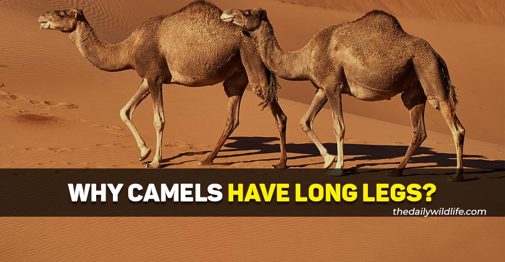 why do camels have long legs