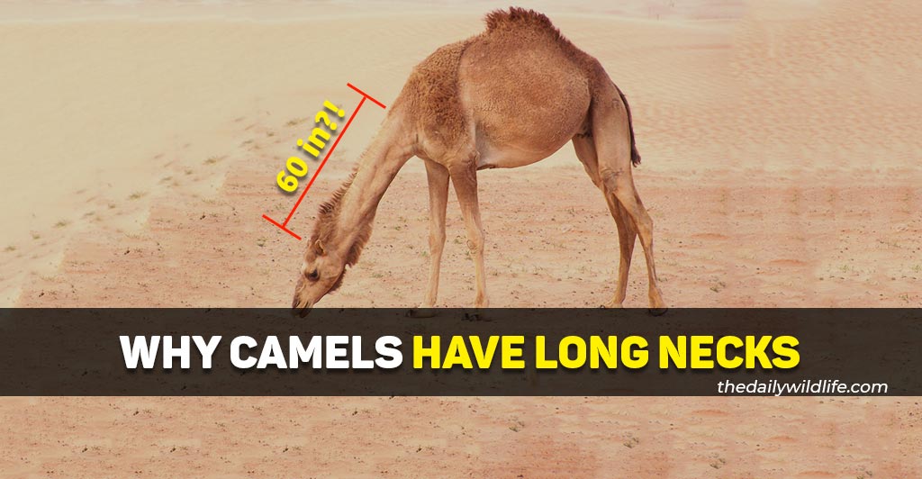why camels have long necks
