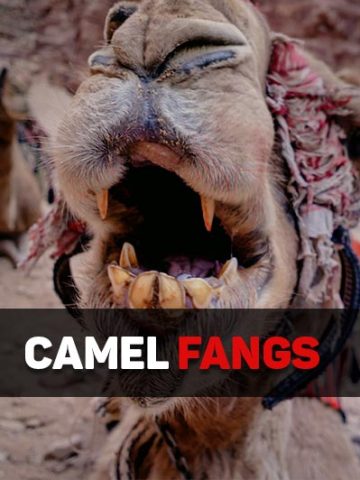 camel fangs