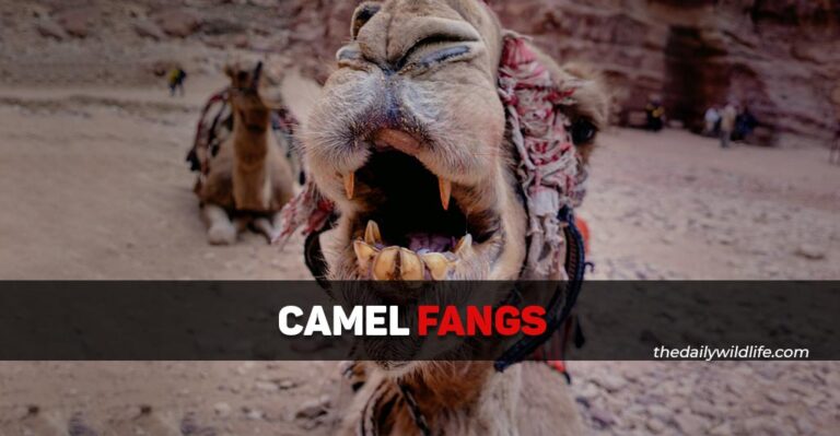 Lethal Camel Fangs