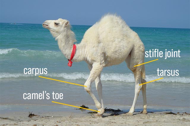 camel leg joints