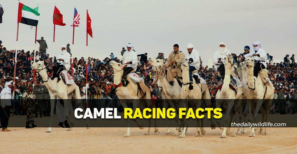 camel racing facts
