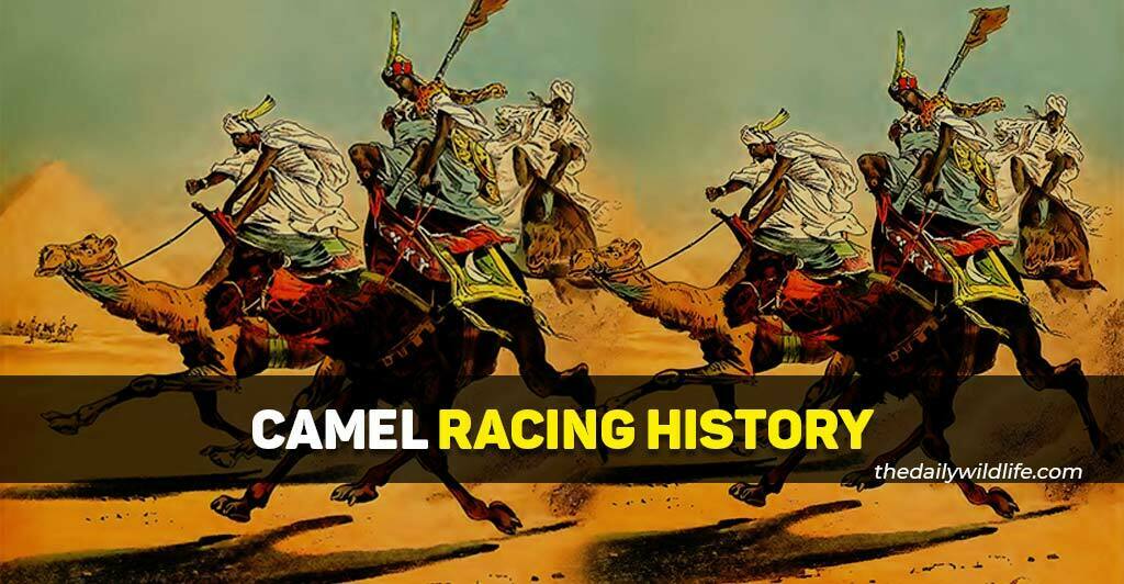 camel racing history