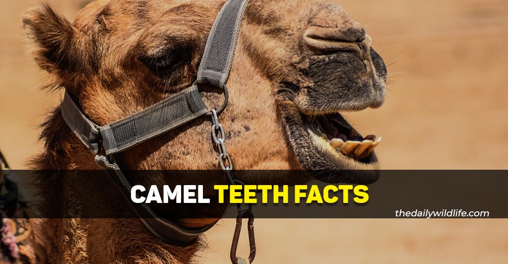 camel teeth facts