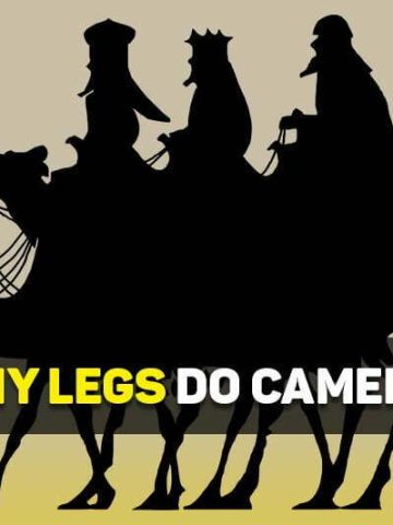 how many legs does a camel have