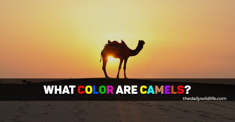 What Color Are Camels? (Fur Color, RGB, HEX values)