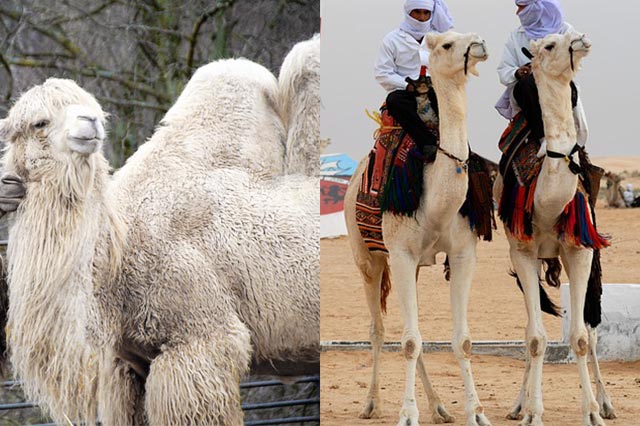 white bactrian and dromedary camels