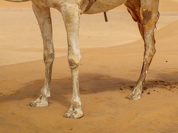 camel wide padded feet