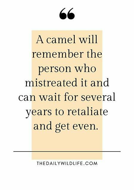 camel being mistreated quote